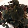 Begonia – Bold Belles™ Black Mamba – 3.5″ Pot